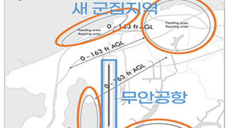 계속 증가하는 ‘비행기-새’ 충돌…‘버드 스트라이크’란