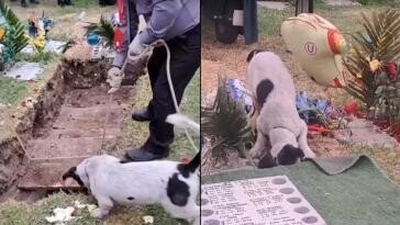 주인 무덤까지 들어가 ‘작별 인사’…반려견에 가슴 ‘찡’