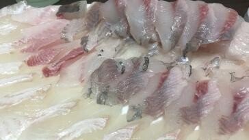 “회 먹을 때 조심”…치사율 50% ‘이것’ 올해 첫 검출