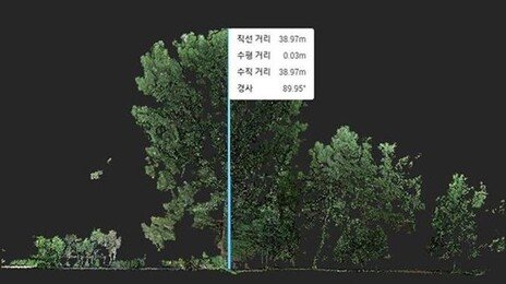 ‘한국서 가장 큰 나무’ 기록 경신…38.97m 기록한 나무는?