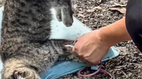 “거꾸로 들어 피 짜낸다”…中 동물병원 고양이 ‘혈액 착즙’ 논란