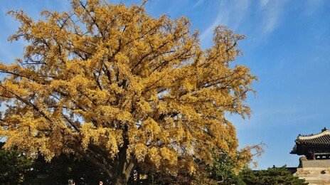 “올해도 예쁘네”…포근한 낮 기온에 경복·덕수궁 등 곳곳 ‘단풍객’ 북적