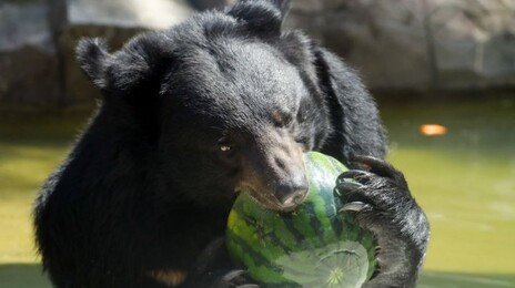 곰이 벽에 머리 쾅쾅…서울어린이대공원 ‘동물 스트레스’ 도마에