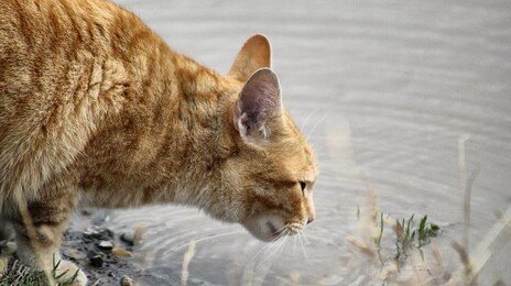 ‘방생’ 한다며 고양이 400마리 저수지에 빠뜨려 떼죽음