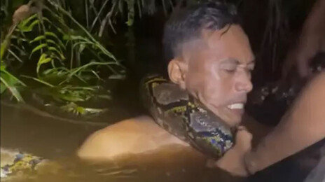 6m 비단뱀이 목 휘감고 물속으로…인니 남성 극적 탈출