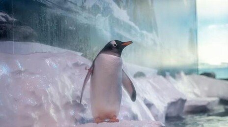 “펭귄이 자연광 없는 지하에 있어”…런던 아쿠아리움 논란