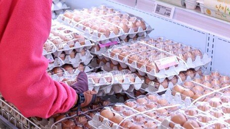 평택 산란계 농장서 고병원성 AI항원 발견…당국 “이동 제한”