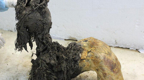 4만 년 된 ‘냉동 매머드’ RNA 분석했더니… 죽기 전 ‘스트레스’ 받았다