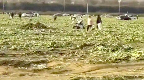 “배추 공짜” 가짜영상에 수백명 우르르…2억어치 털렸다