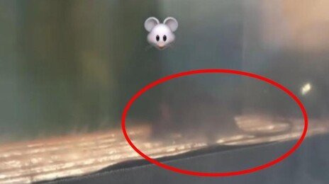 붕어빵 보관대 위에 쥐가…“비닐 두드려도 꿈쩍 안해”