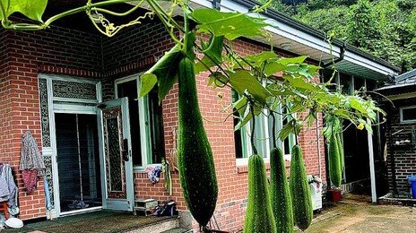 입안 바싹 마른 왕도 찾은 ‘먹는 가습기’ 수세미