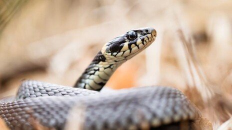‘바람만 스쳐도 아픈’  통풍, 뱀 배설물이 해결의 열쇠?