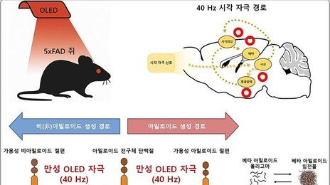 “알츠하이머 쥐에 적색 빛 쬐니 기억력 향상”
