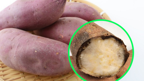 “쓴맛 나면 즉시 폐기해야”…위험한 ‘검은색 고구마’ 구별법