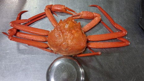 10만원에 밥공기만한 홍게 4마리뿐? 속초, 오징어 이어 홍게 논란