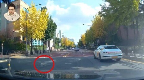 목줄 없는 강아지 도로 튀어나와 사망…“100만원 달라” 논란