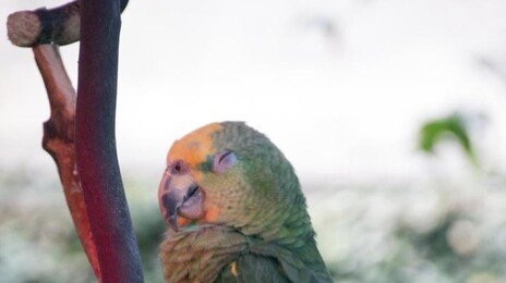 ‘커피 훔쳐 마신’ 앵무새, 결국 구조 8일 만에 죽어