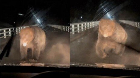 8개월간 곰한테 230명이 당했다…日 곰 습격 사상자 역대 최다