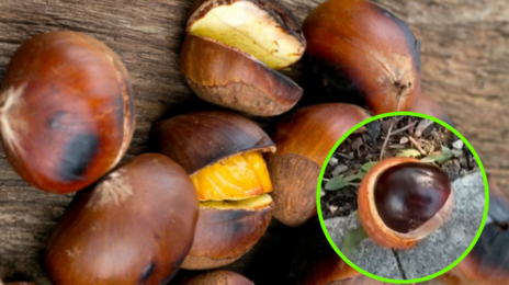 “군밤 먹고 구토 지옥?”…오래 보관하는 특급 노하우 [알쓸톡]