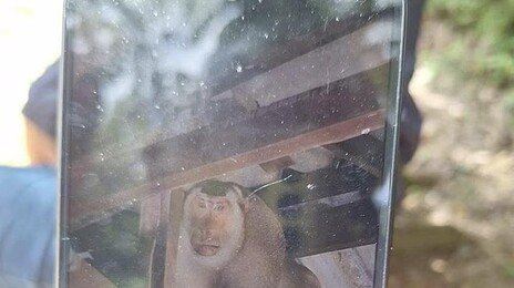 ‘집 안에서 웬 날벼락’…태국 60대 男, 야생 원숭이 공격에 숨져