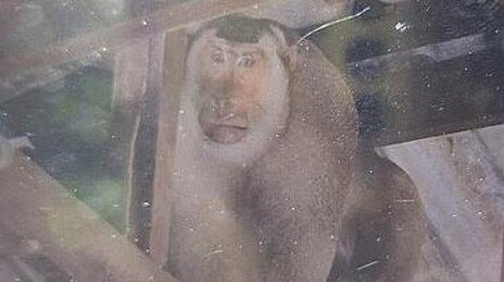 ‘집 안에서 웬 날벼락’…태국 60대 男, 야생 원숭이 공격에 숨져