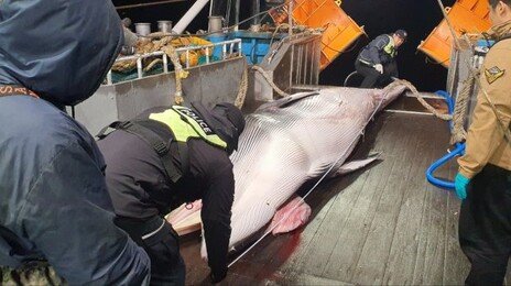 제주 마라도 해상서 6.5m 밍크고래 그물 걸려…“불법포획 흔적 없어”