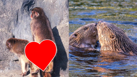 인간은 ‘순정파’ 7위…비버보다 낮고 고릴라보단 높아