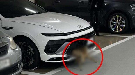 범퍼에 고라니 낀 줄도 모르고…지하주차장까지 들어와 주차