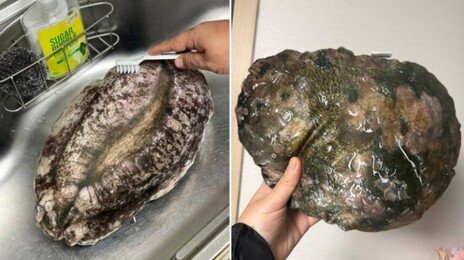 “진짜 같다”…완도 고향사랑기부제 ‘전복 쿠션’ 답례품 화제