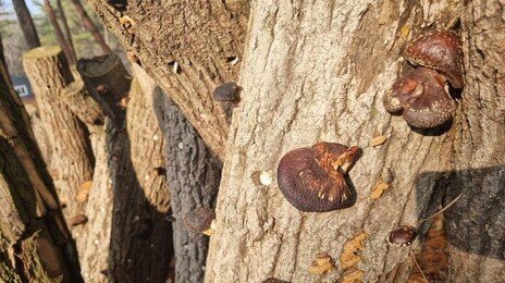 중국산 표고버섯 국내산으로 속여 판 농업인 구속