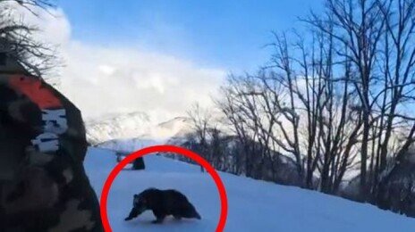 “갑자기 눈 마주쳤다”…日 스키장에도 출몰한 곰, 스노보더 쫓아가