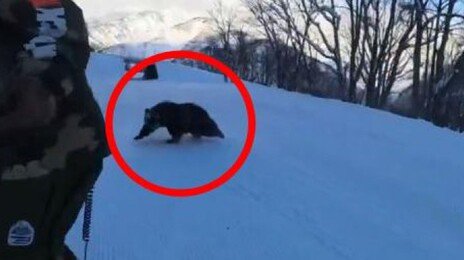 “갑자기 눈 마주쳤다”…日 스키장에도 출몰한 곰, 스노보더 쫓아가