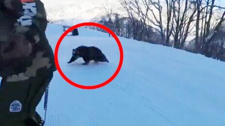 “갑자기 눈 마주쳤다”…日스키장에도 나타난 곰, 스노보더 쫓아가
