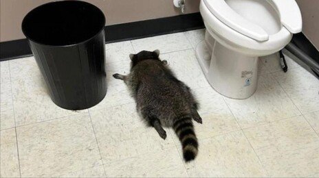 화장실서 뻗은 ‘만취 라쿤’, 기부금 2억 모았다