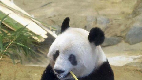 中과 갈등 커지는 日… 54년 판다외교도 끝