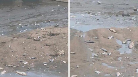 강화군 하천서 잇단 물고기 떼죽음…주민들 환경오염 우려 확산