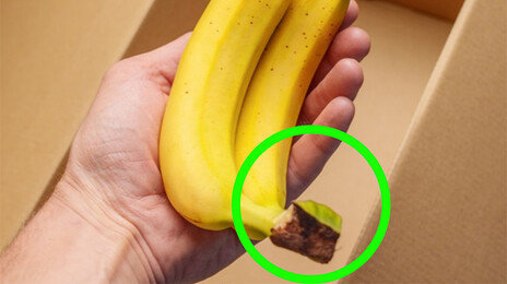 “바나나는 꼭지부터 자르자”…일주일 보존 기적