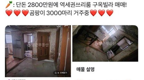 “곰팡이 3000마리 거주 중”…당근에 등장한 황당 매물