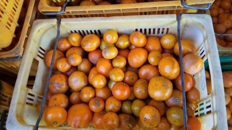 SNS로 ‘못난이 귤’ 시켰더니 ‘못먹는 귤’ 왔다…서귀포시 칼 빼들어