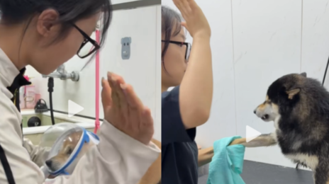 “일본 개니깐 맞아야지”…中 미용사, 시바견 ‘매타작’ 영상 논란