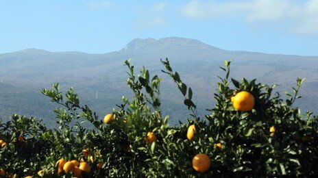 ‘겨울 맞나’ 제주 서귀포 낮 최고 22.5도…역대 가장 따뜻한 12월