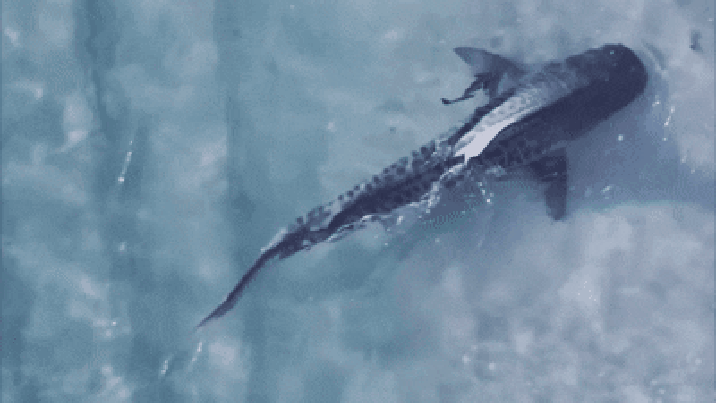 해변서 마주친 상어와 강아지…서로 놀라 줄행랑