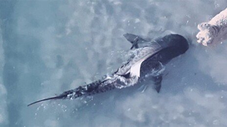 해변서 마주친 상어와 강아지…서로 놀라 줄행랑