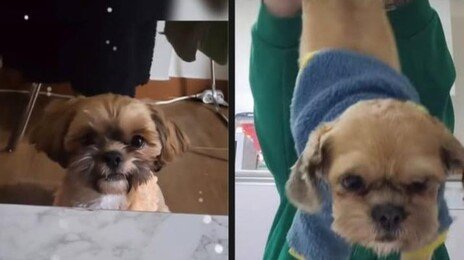 시츄에 담배 물리려고…강아지 학대한 견주에 ‘공분’