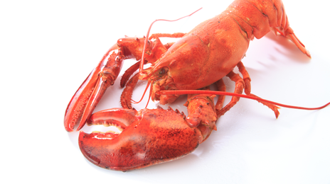 “랍스터·문어 산 채로 삶으면 불법” 영국서 금지 예고