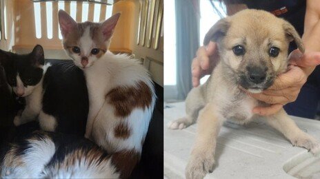 무차별 동물 입양 후 방치해 죽게 한 20대, 검찰 송치