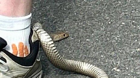 운동화 고리에 걸린 독사…목숨 구한 비결은?