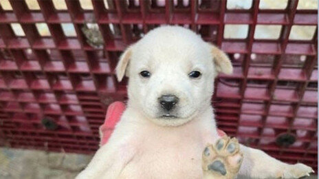 단톡방에 암컷강아지 사진… ‘성희롱 논란’ 나주시의원, 징계확정