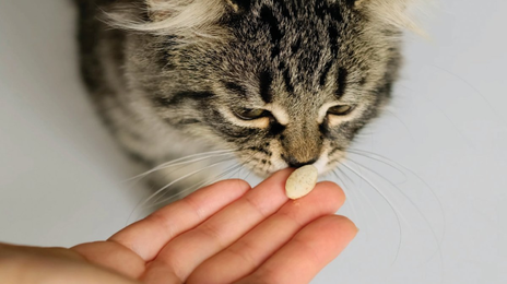 반려동물 약, 건조하고 햇빛 안 드는 실온에 두어야