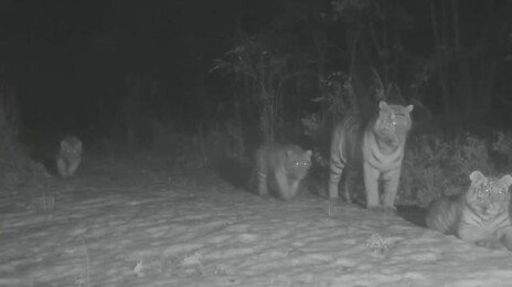 백두산 호랑이 대가족 포착…어미와 새끼 5마리 “매우 이례적”
